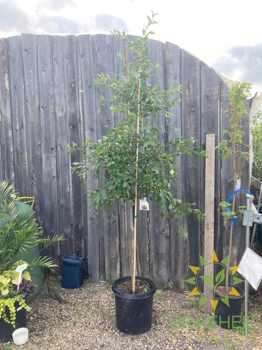 Valentine Cherry Tree- Tree for sale, Grown in Grande Prairie -Braeheid Gardens Ltd. on Emerson Trail