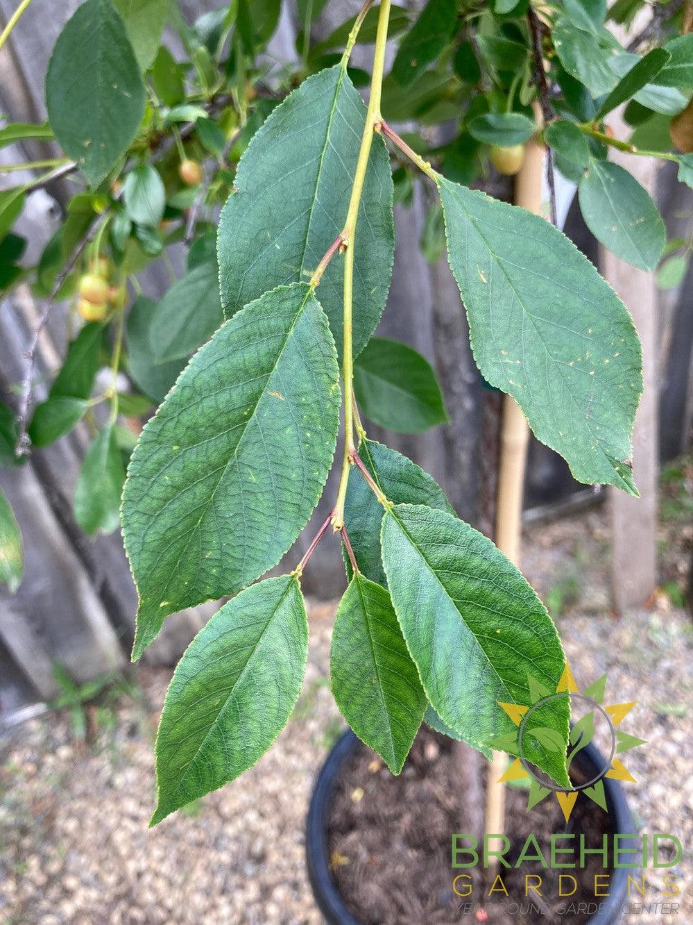 Valentine Cherry Tree- Tree for sale, Grown in Grande Prairie -Braeheid Gardens Ltd. on Emerson Trail