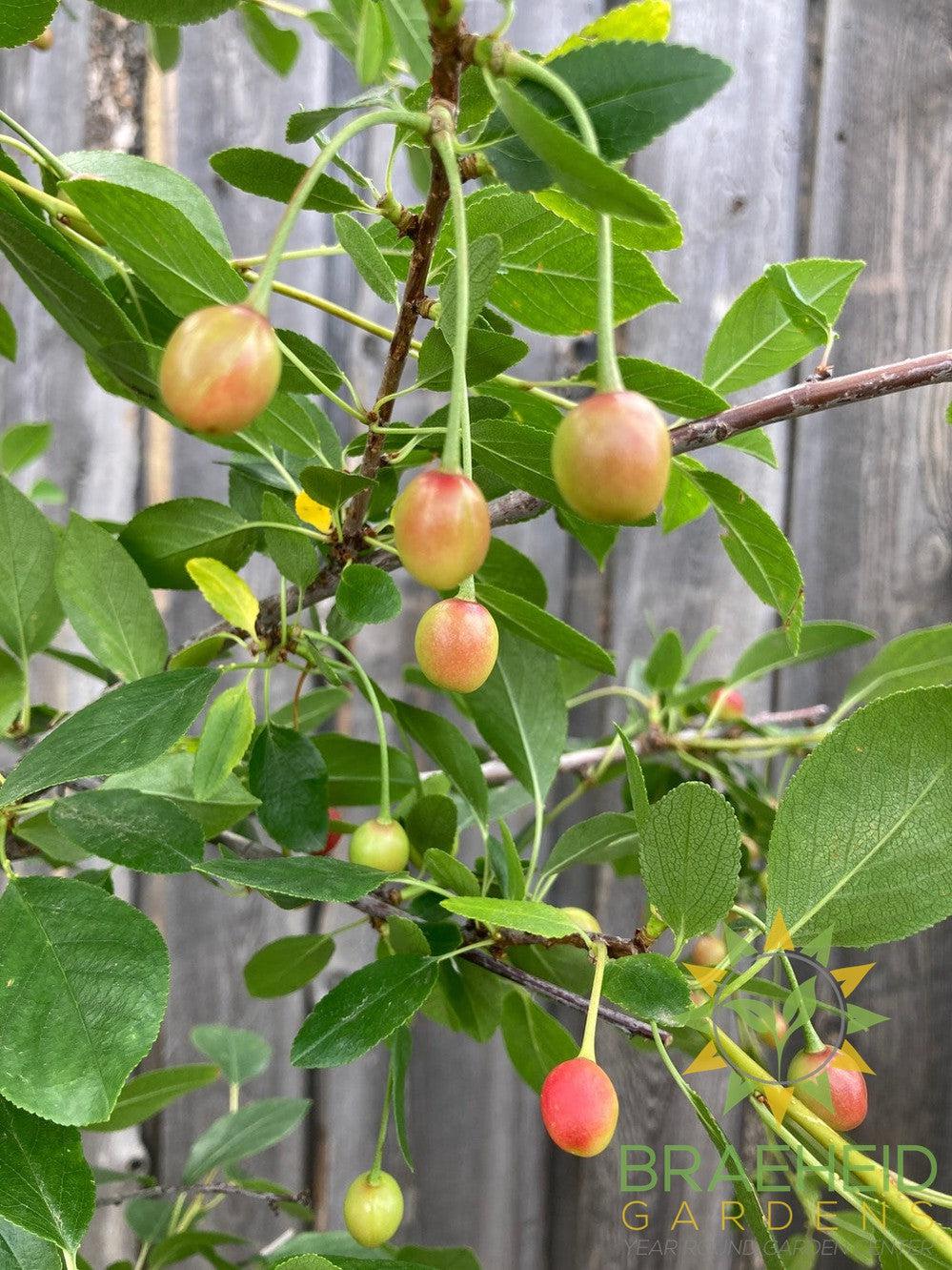 Valentine Cherry Tree- Tree for sale, Grown in Grande Prairie -Braeheid Gardens Ltd. on Emerson Trail