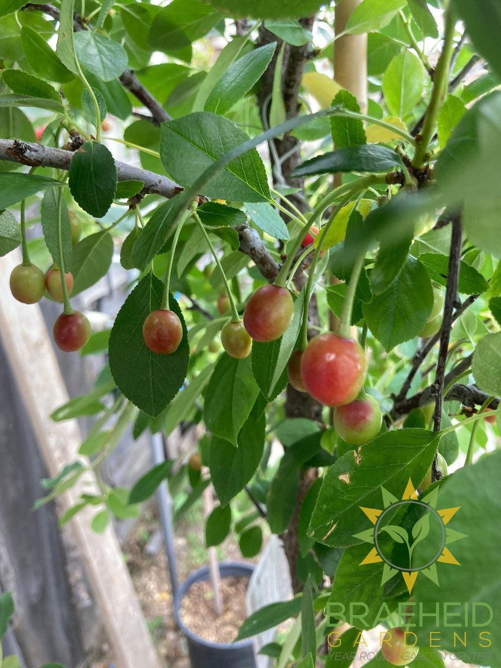 Valentine Cherry Tree- Tree for sale, Grown in Grande Prairie -Braeheid Gardens Ltd. on Emerson Trail