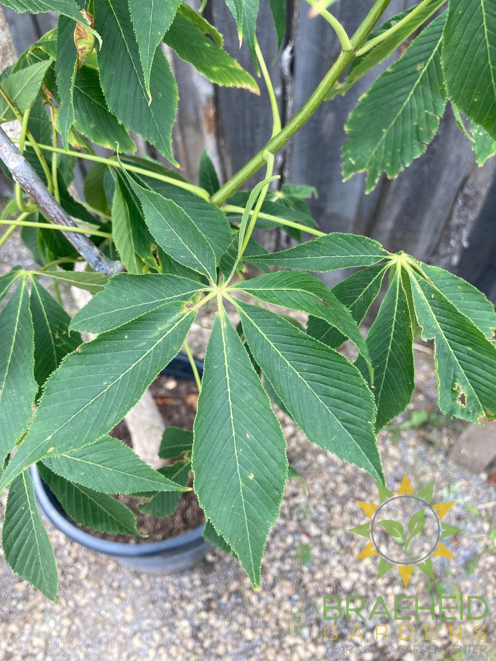 Ohio Buckeye- Tree for sale, Grown in Grande Prairie -Braeheid Gardens Ltd. on Emerson Trail