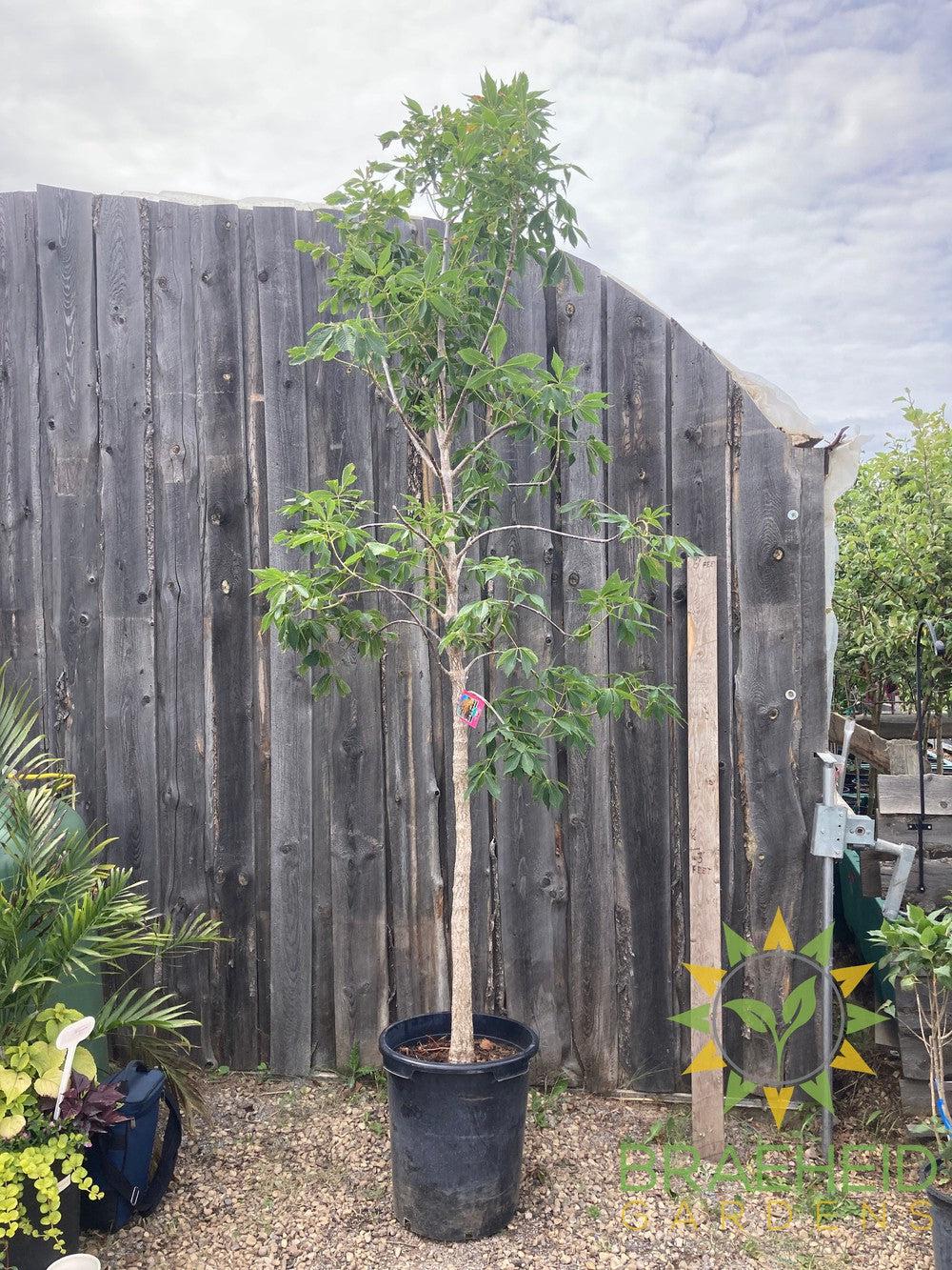 Ohio Buckeye- Tree for sale, Grown in Grande Prairie -Braeheid Gardens Ltd. on Emerson Trail