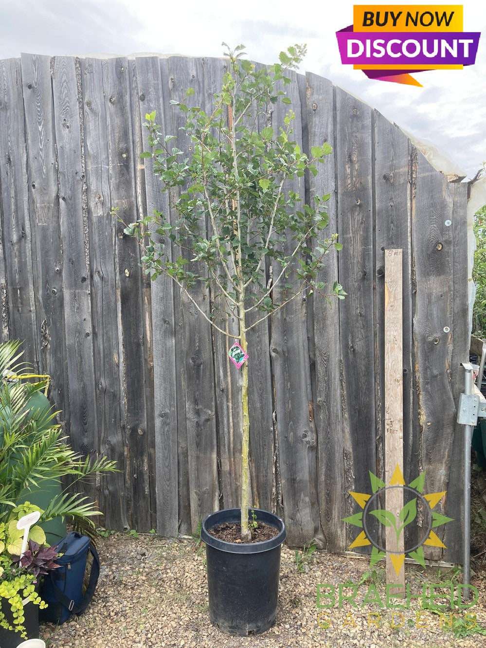 Snowbird Hawthorn