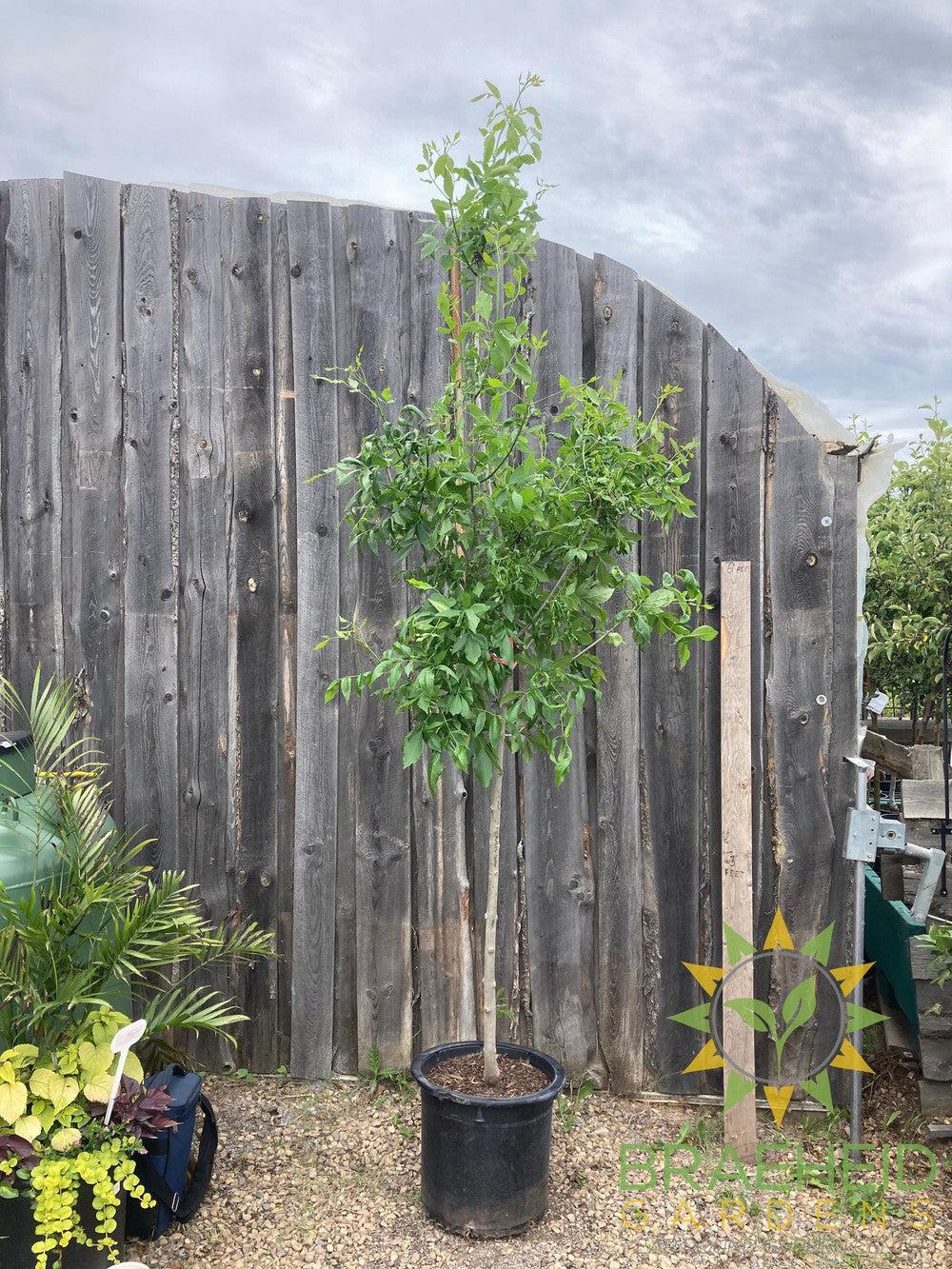 Trojan Green Ash- Tree for sale, Grown in Grande Prairie -Braeheid Gardens Ltd. on Emerson Trail