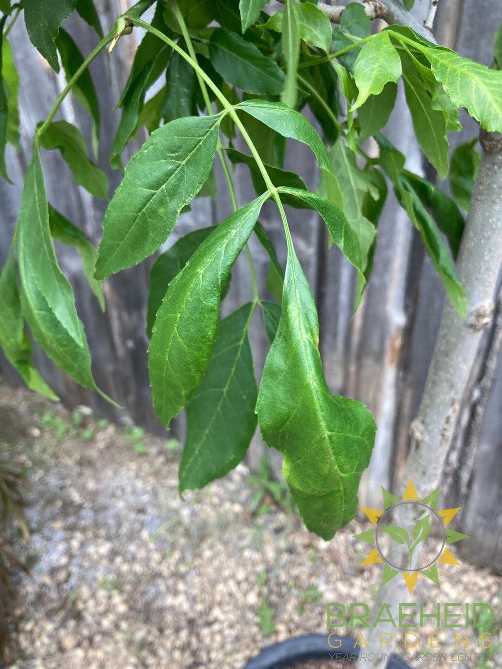 Trojan Green Ash- Tree for sale, Grown in Grande Prairie -Braeheid Gardens Ltd. on Emerson Trail