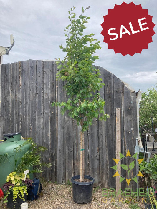 Brandon Elm- Tree for sale, Grown in Grande Prairie -Braeheid Gardens Ltd. on Emerson Trail