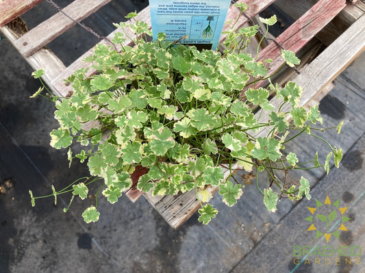 Hydrocotyle SP Green