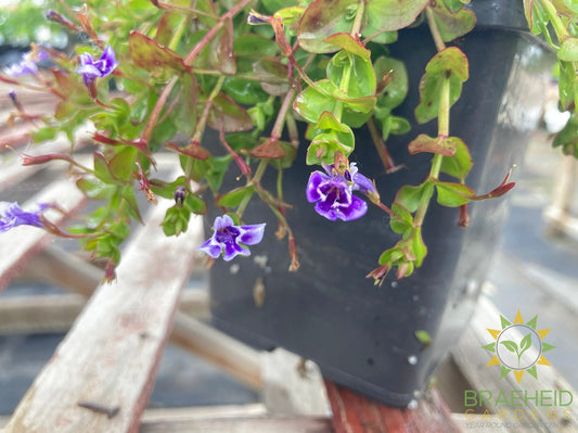 Lindernia Grandiflora