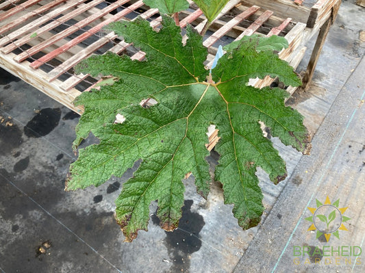 Gunnera Manicata