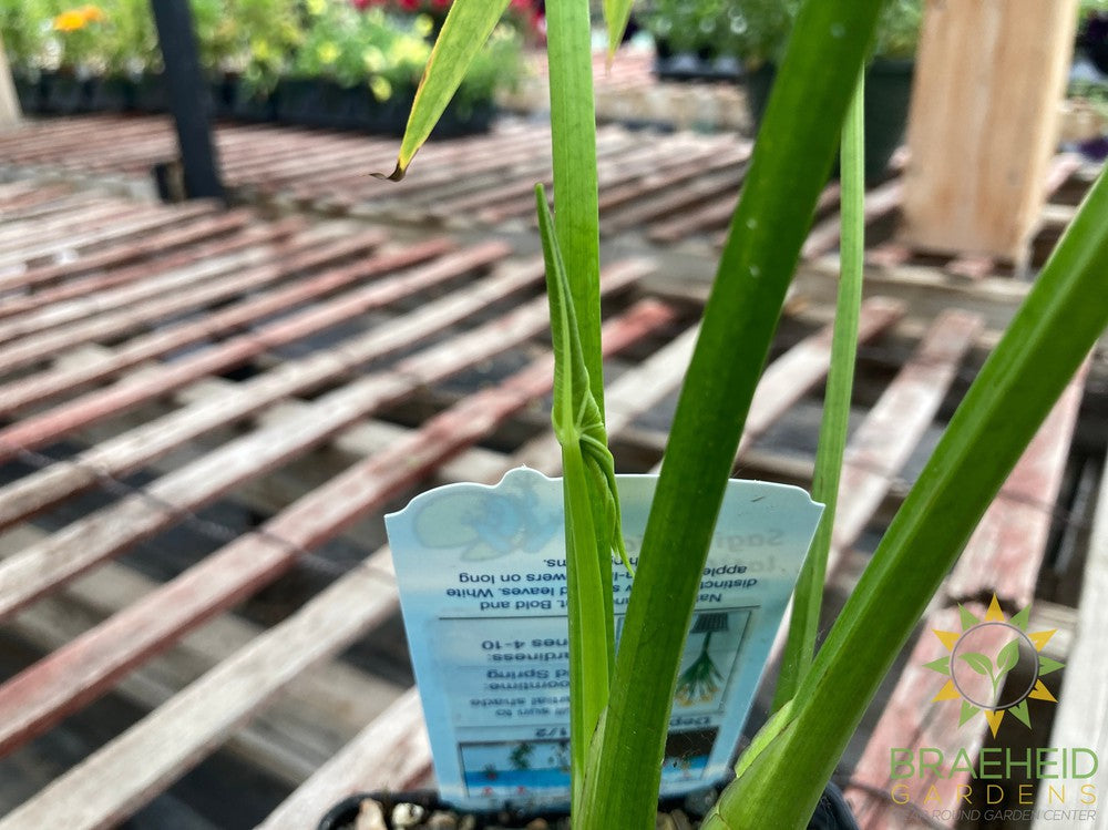 Typha Latifolia