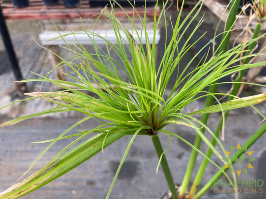 Cyperus percamenthus