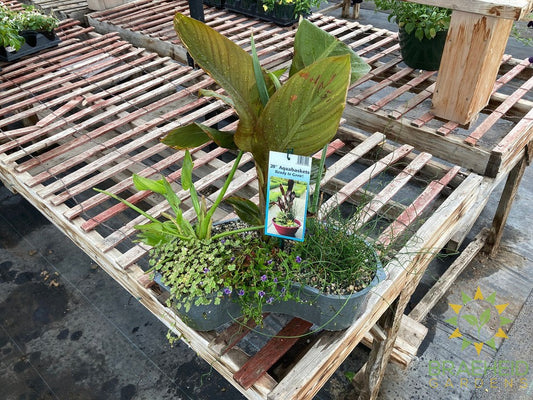 Aquakidney Basket Deluxe - Colocasia