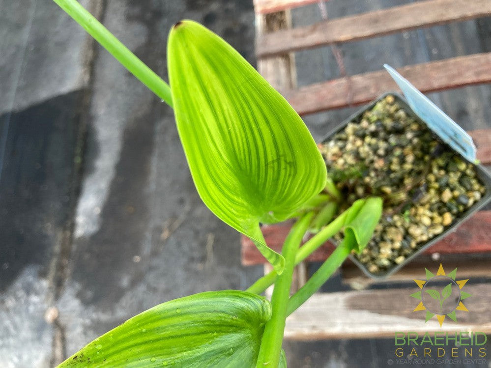 Pontederia Cordata Blue