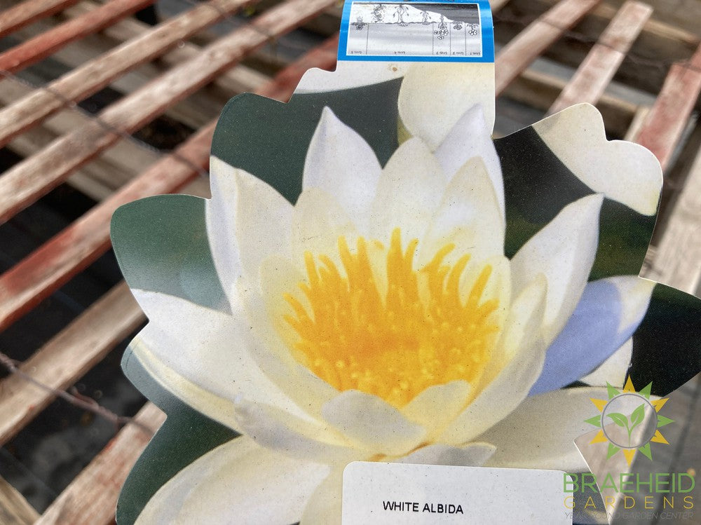 Nymphaea White Albida