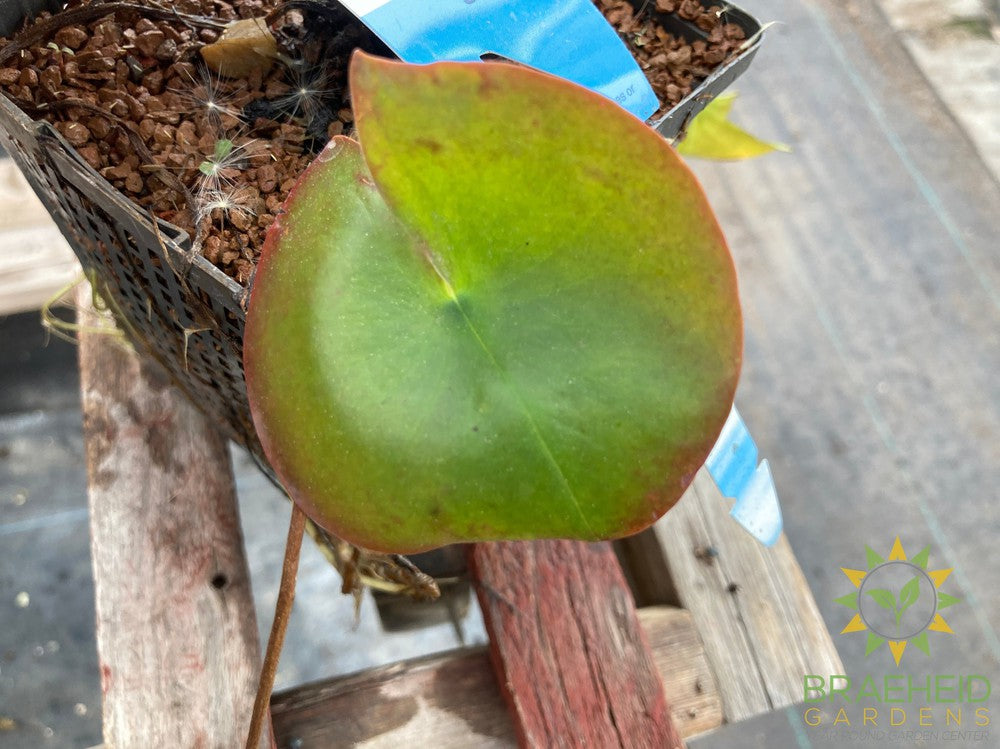 Nymphaea White Albida