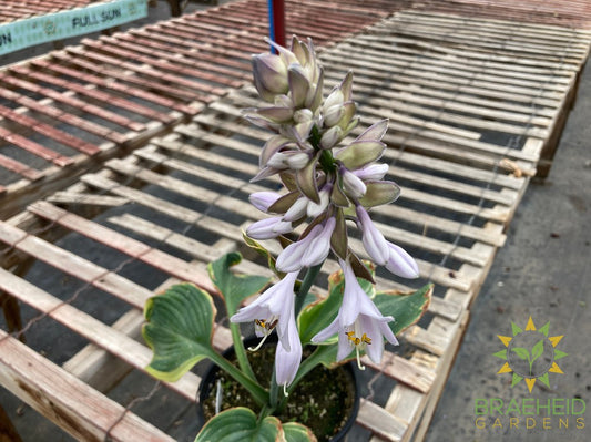 Earth Angel Hosta - NO SHIP -