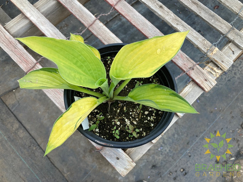 Gold Standard Hosta - NO SHIP