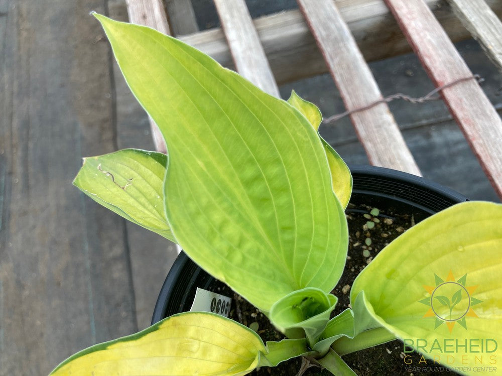 Gold Standard Hosta - NO SHIP