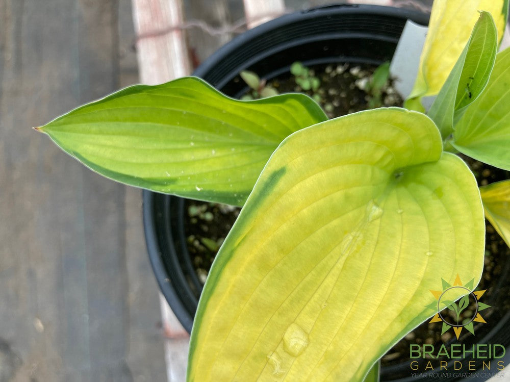 Gold Standard Hosta - NO SHIP