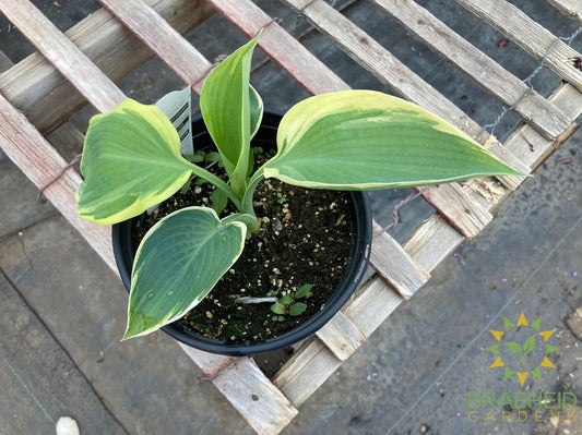 Hosta Orions Belt -NO SHIP -