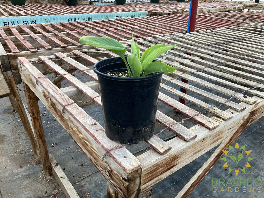 Blue Umbrella Hosta - NO SHIP