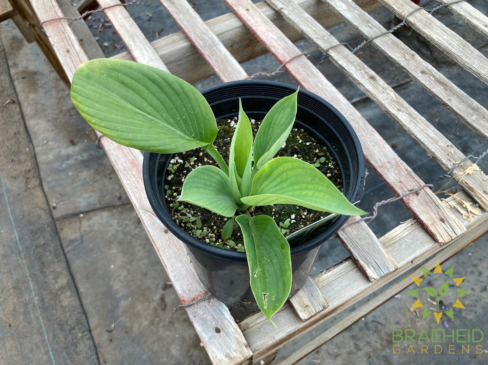 Blue Umbrella Hosta - NO SHIP