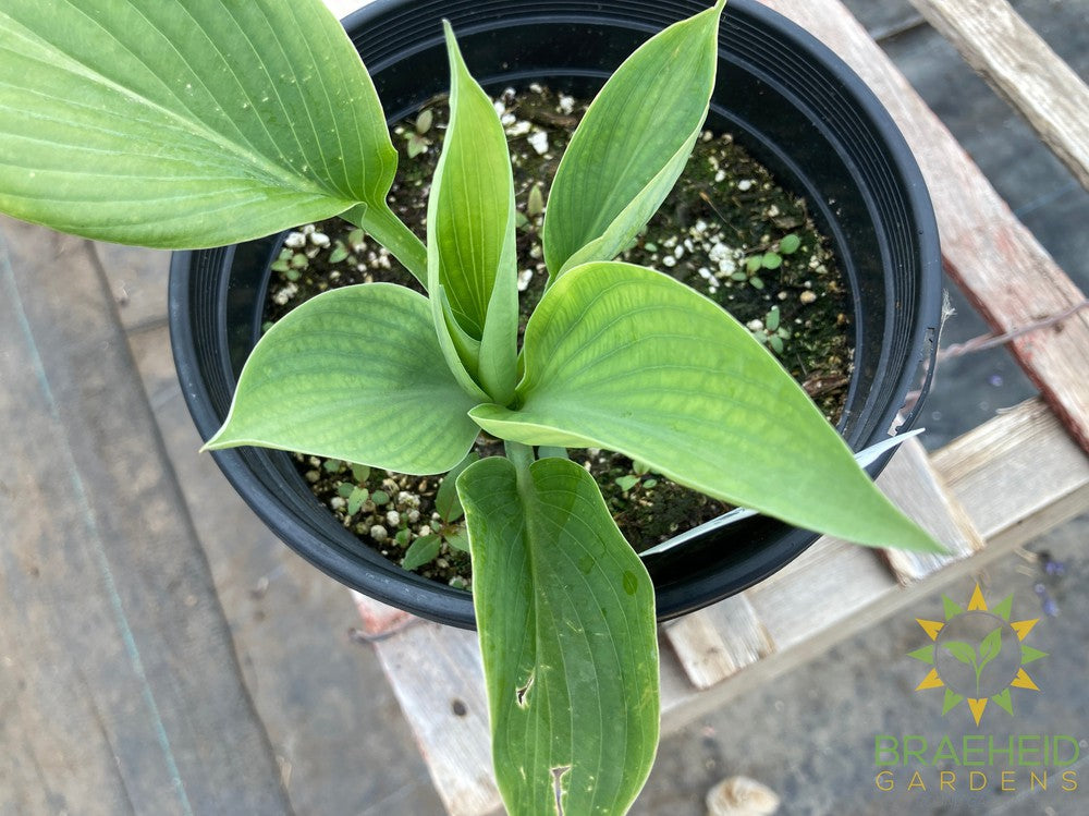 Blue Umbrella Hosta - NO SHIP