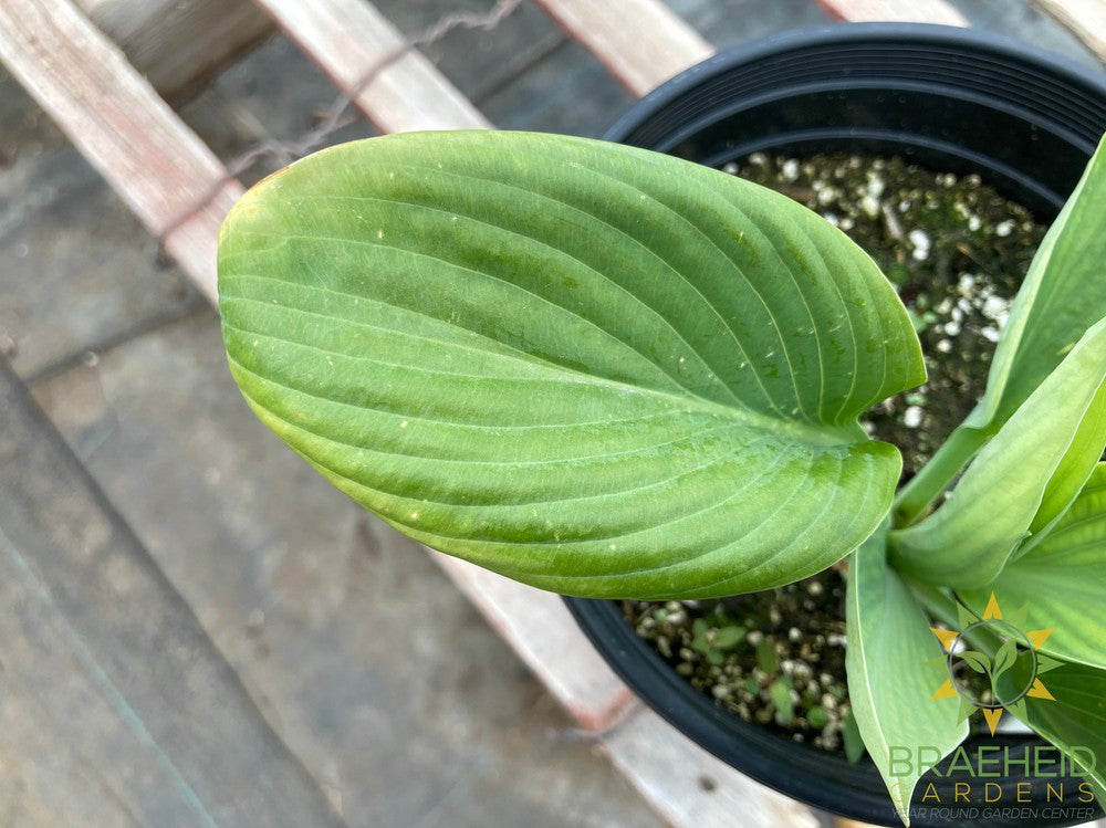 Blue Umbrella Hosta - NO SHIP