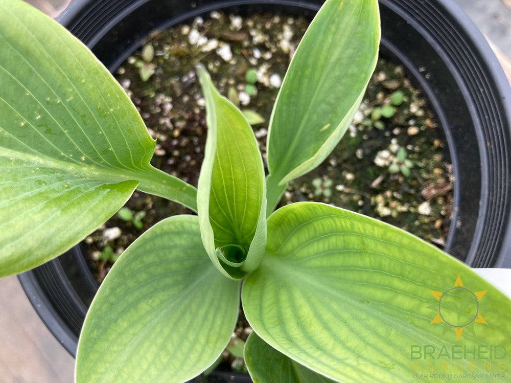 Blue Umbrella Hosta - NO SHIP