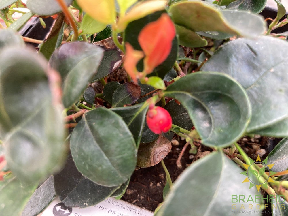 Winter Berry Gaultheria Procumbens