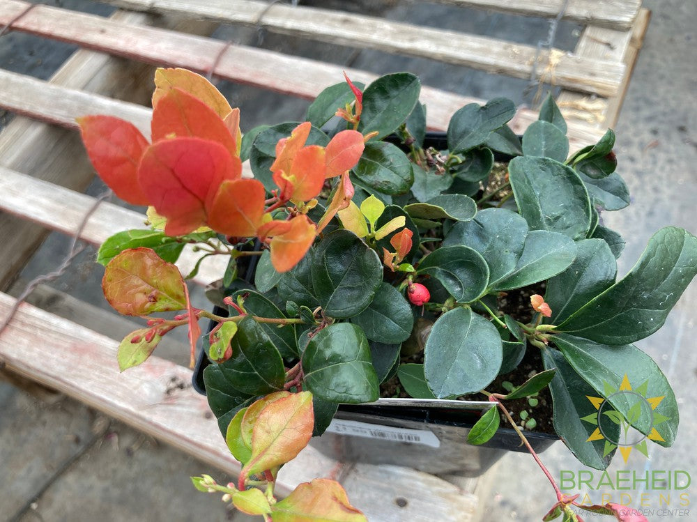 Winter Berry Gaultheria Procumbens