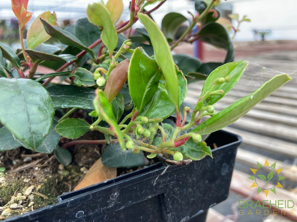 Winter Berry Gaultheria Procumbens