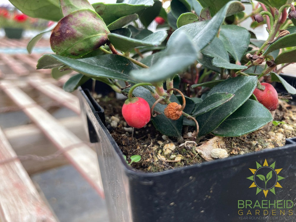 Winter Berry Gaultheria Procumbens