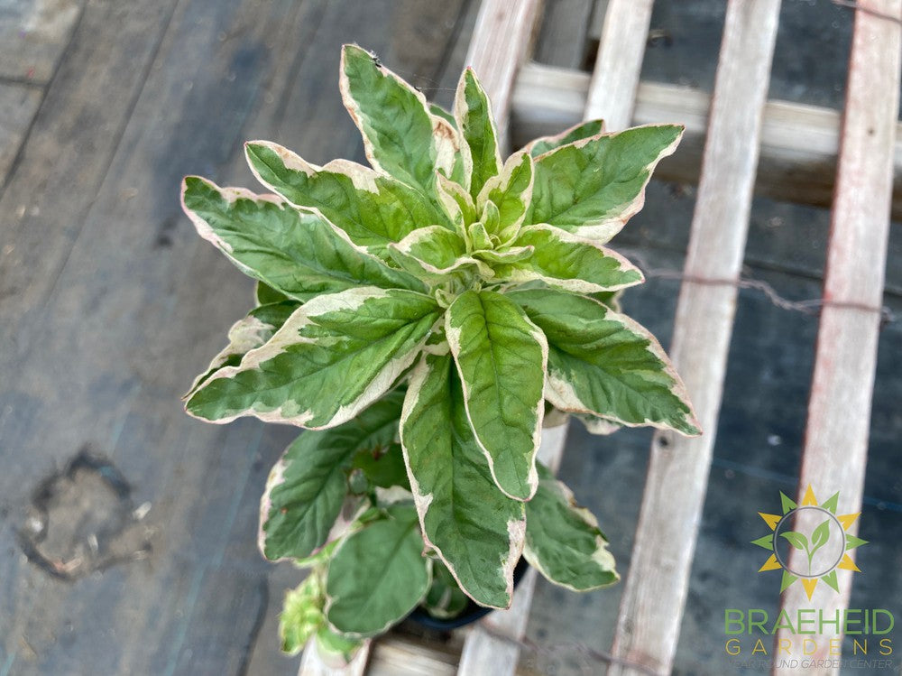 Lysimachia Alexander