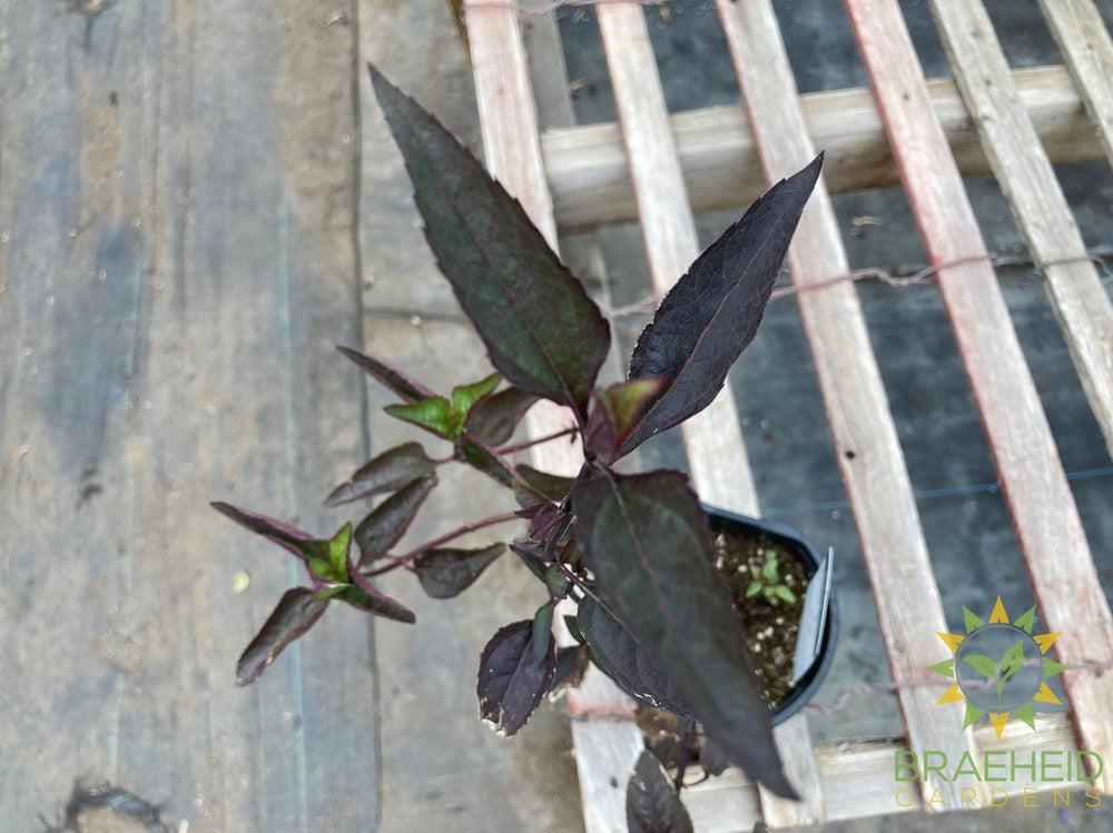 Heliopsis helianthoides 'Burning Hearts'