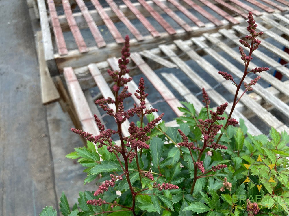 Astilbe 'Younique Lilac' - NO SHIP -