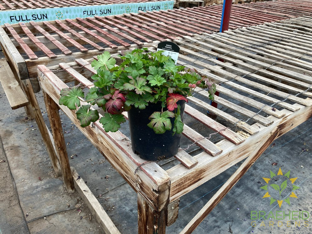 Geranium 'Biokovo'