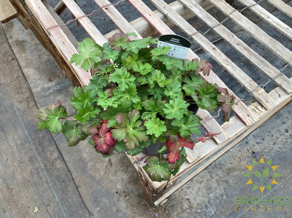 Geranium 'Biokovo'