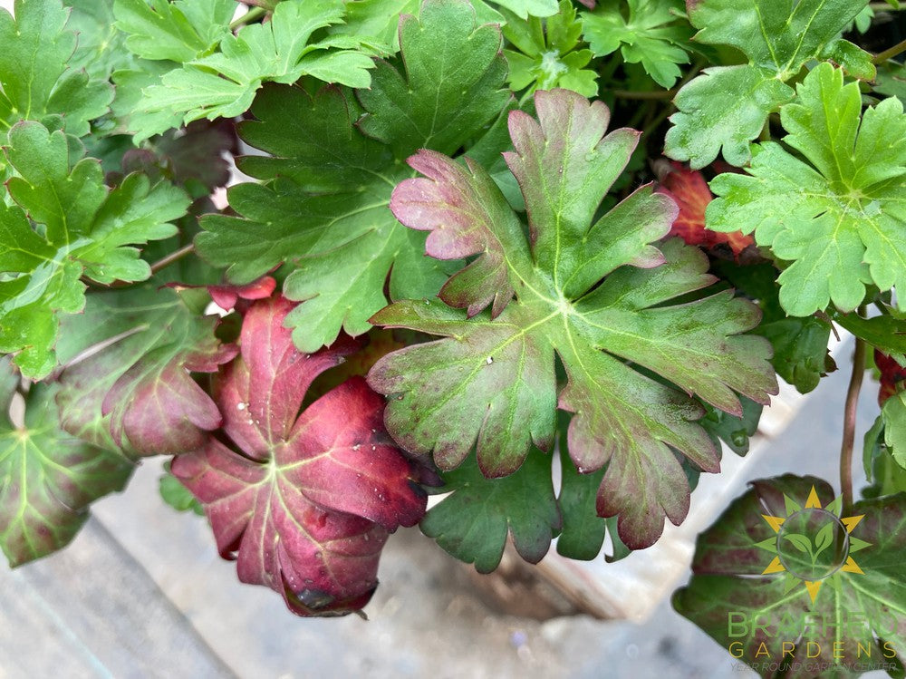 Geranium 'Biokovo'