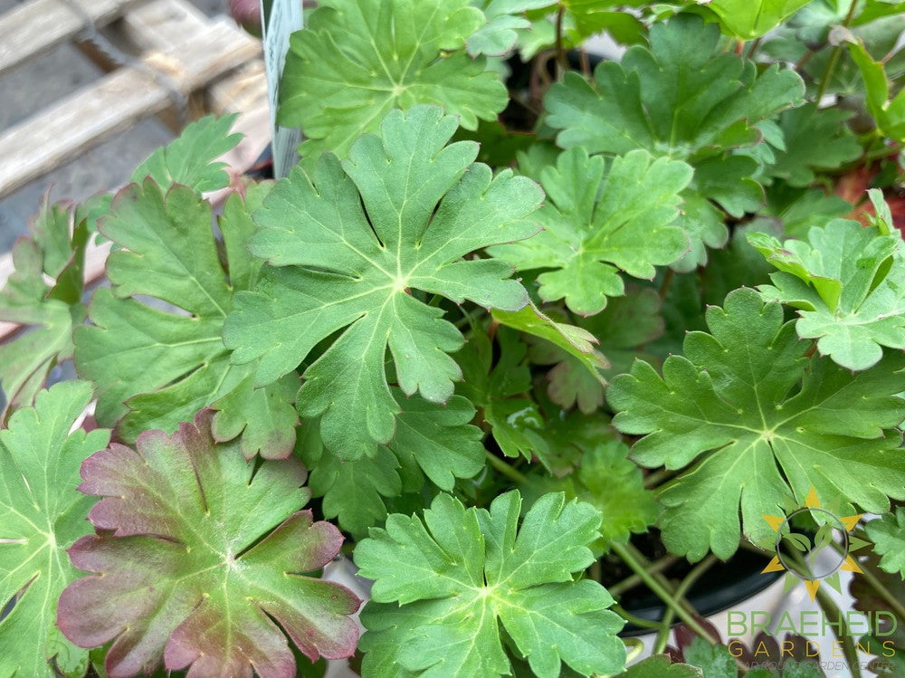 Geranium 'Biokovo'