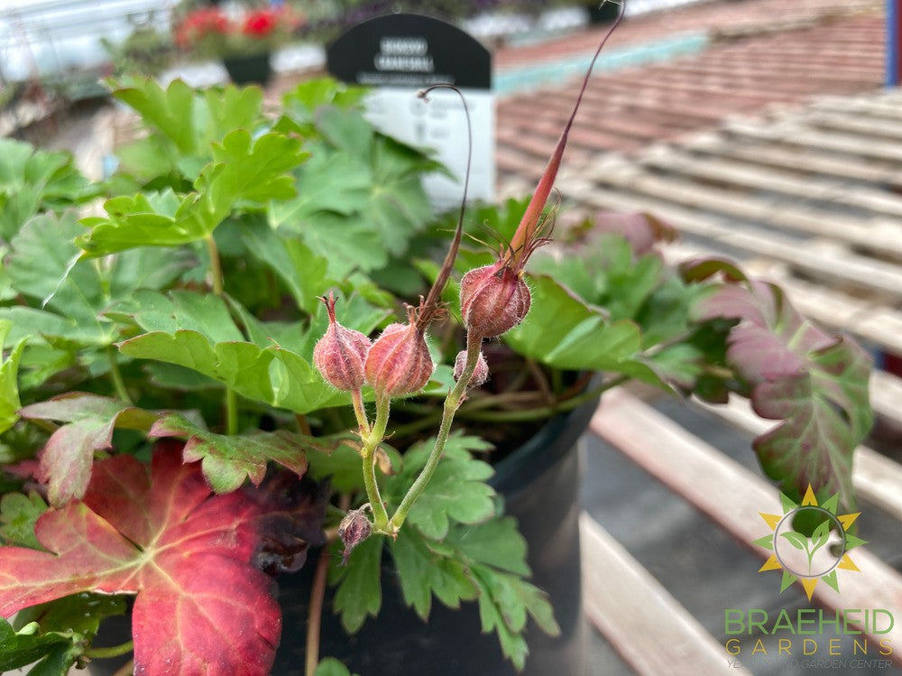 Geranium 'Biokovo'