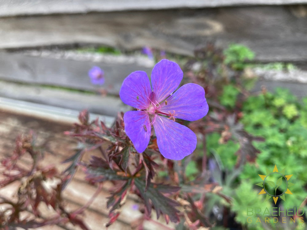 Geranium pratense 'Dark Reiter' -NO SHIP -