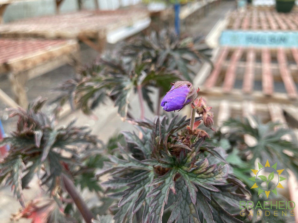 Geranium pratense 'Dark Reiter' -NO SHIP -