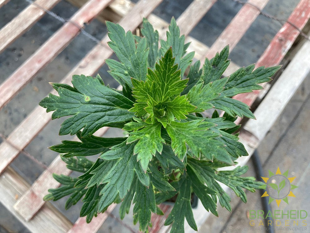 Monkshood Aconitum