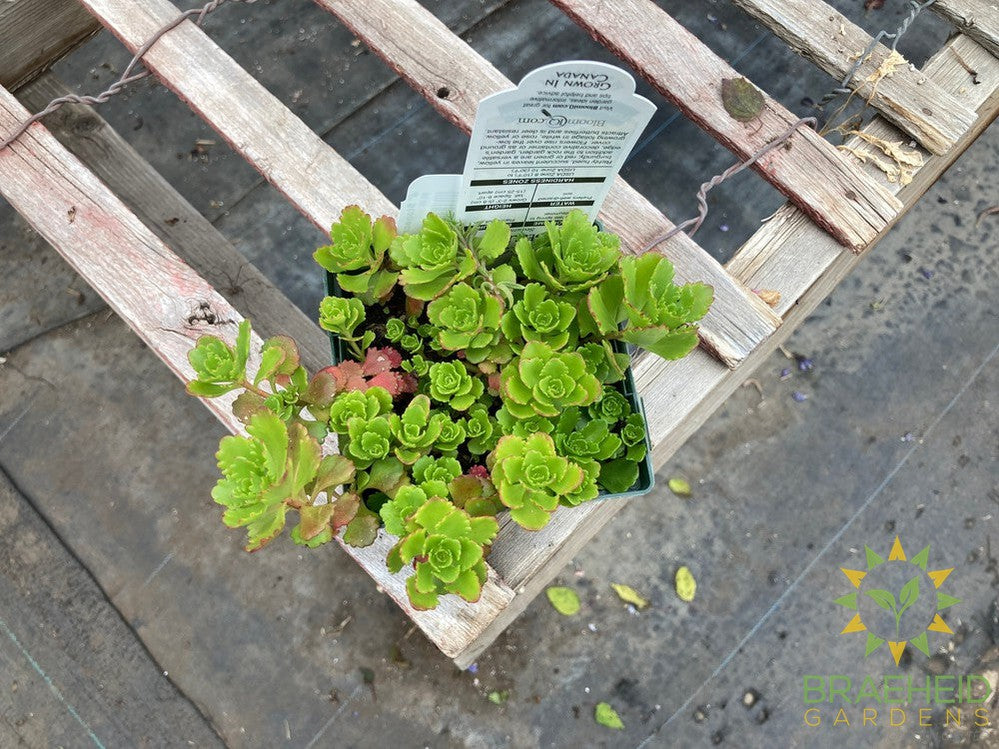 Sedum Low Growing stonecrop