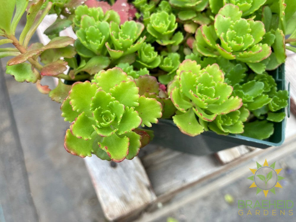 Sedum Low Growing stonecrop