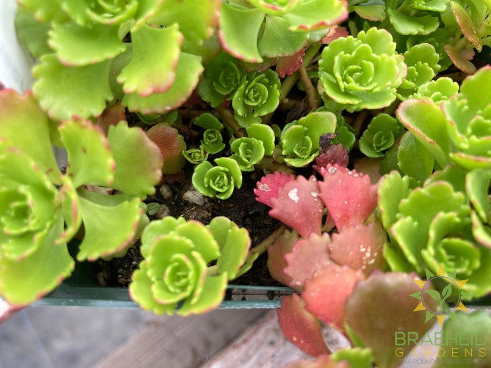 Sedum Low Growing stonecrop