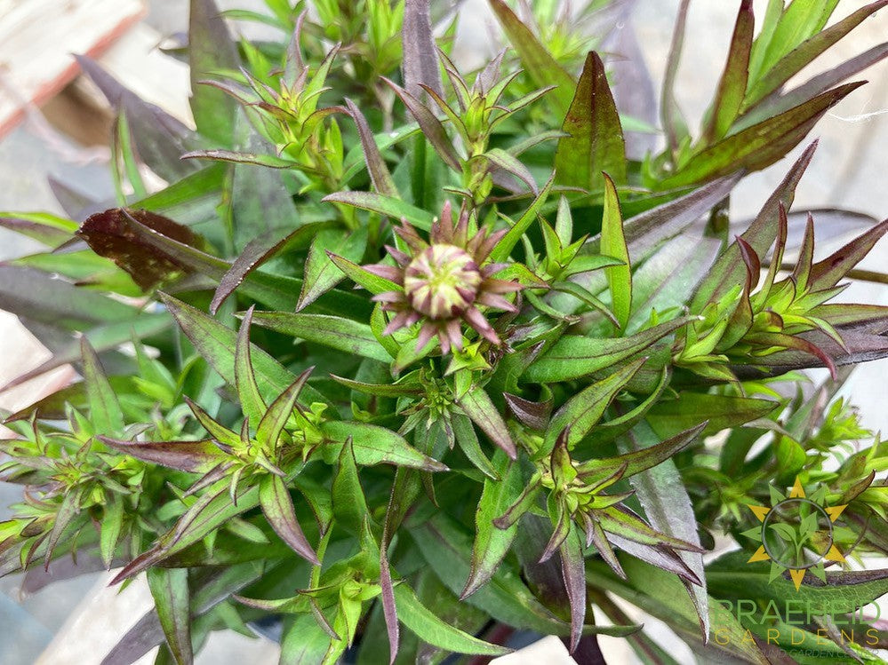 Aster dumosus 'Wood's Purple' - NO SHIP -