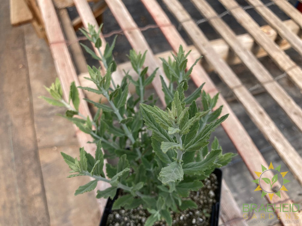 Perovskia Russian Sage 'Little Spire'