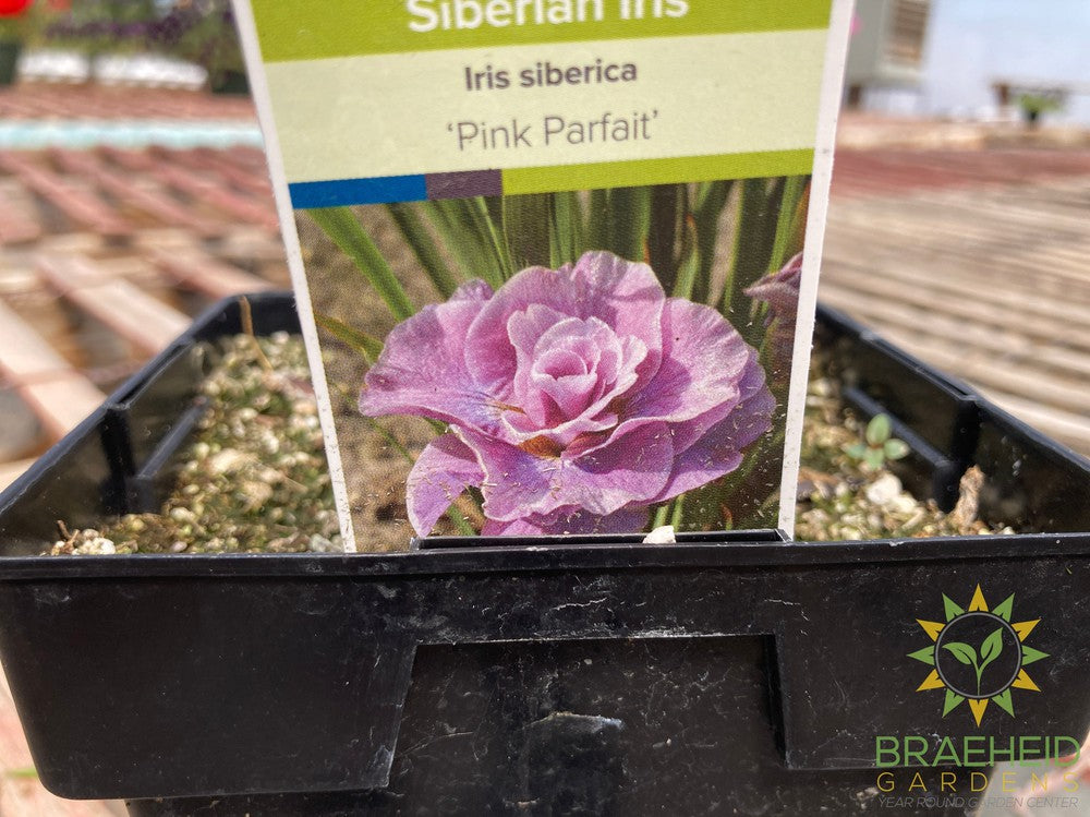 Pink parfait Siberian Iris